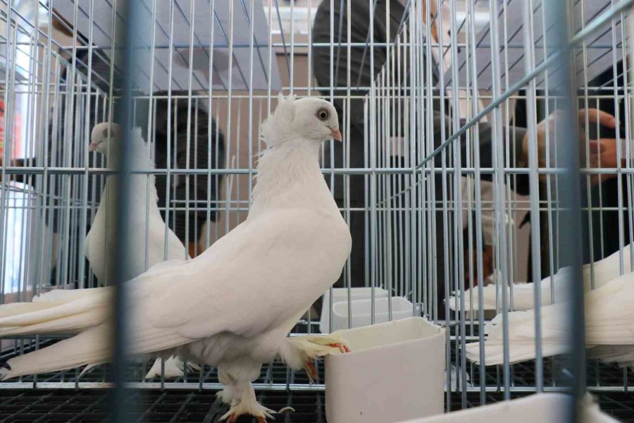 Milyonluk Güvercinler Antalya’daki Festivalde Buluştu