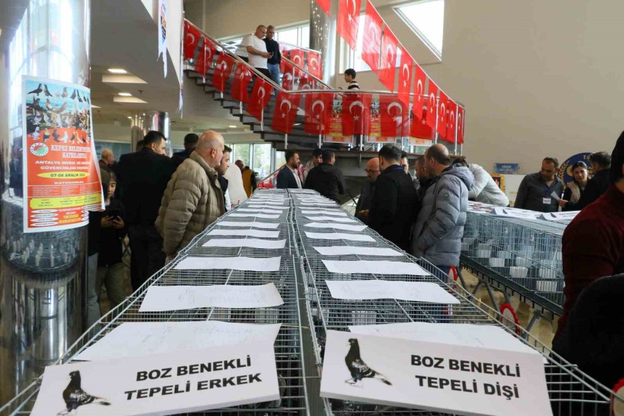 Milyonluk Güvercinler Antalya’daki Festivalde Buluştu