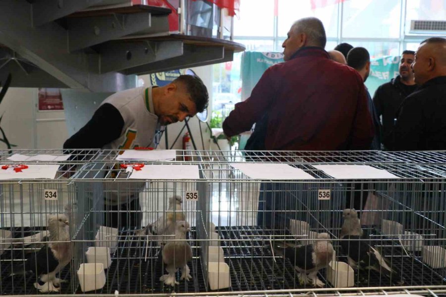 Milyonluk Güvercinler Antalya’daki Festivalde Buluştu