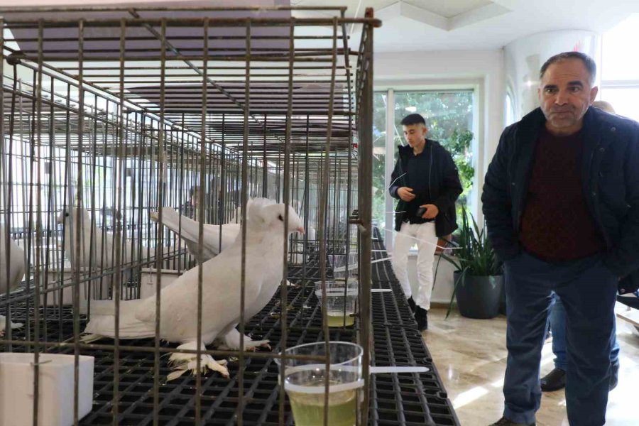 Milyonluk Güvercinler Antalya’daki Festivalde Buluştu