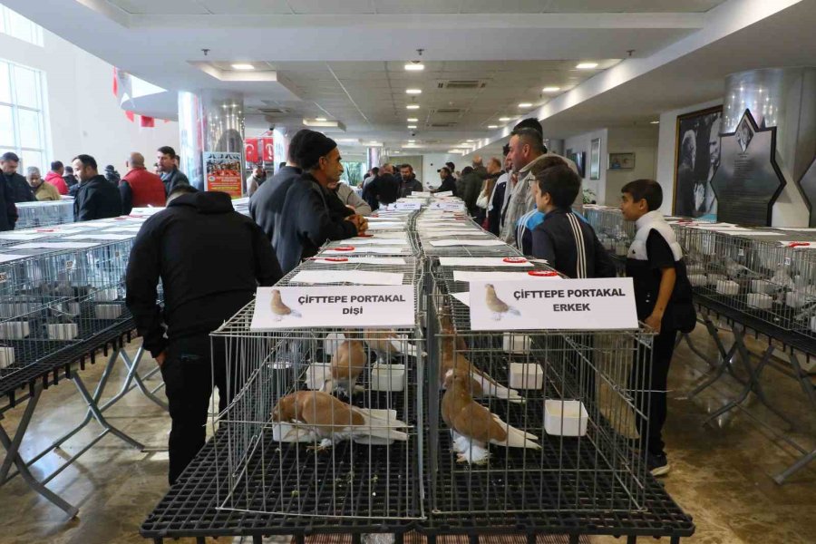 Milyonluk Güvercinler Antalya’daki Festivalde Buluştu