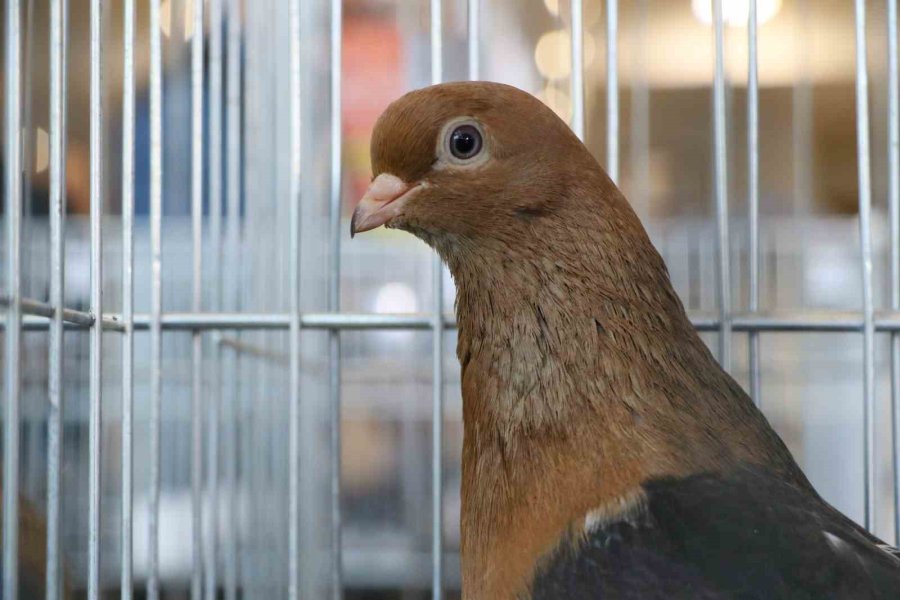 Milyonluk Güvercinler Antalya’daki Festivalde Buluştu