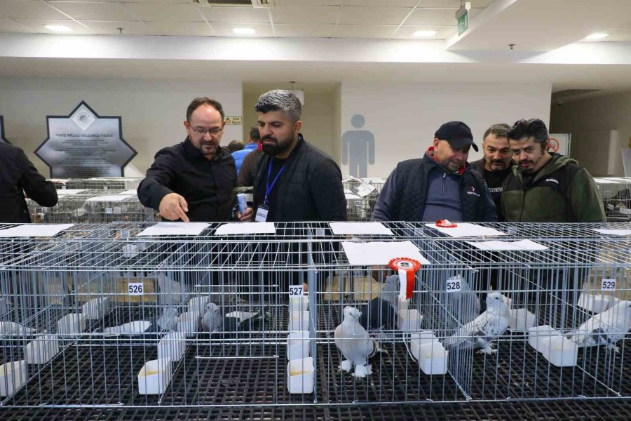 Milyonluk Güvercinler Antalya’daki Festivalde Buluştu