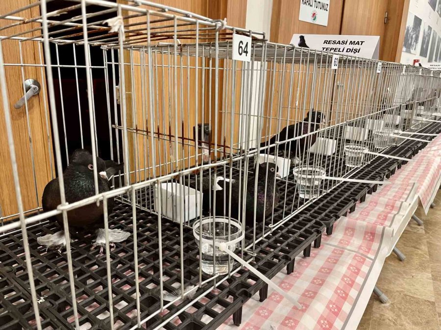 Milyonluk Güvercinler Antalya’daki Festivalde Buluştu