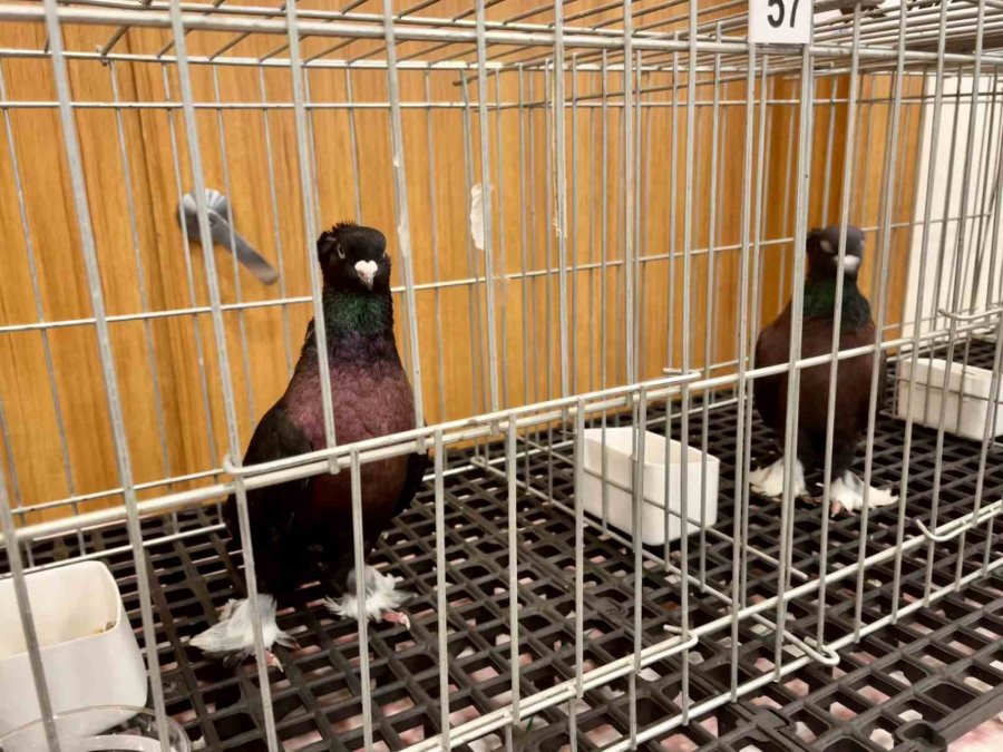 Milyonluk Güvercinler Antalya’daki Festivalde Buluştu