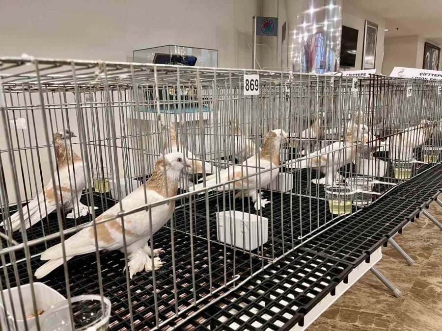 Milyonluk Güvercinler Antalya’daki Festivalde Buluştu