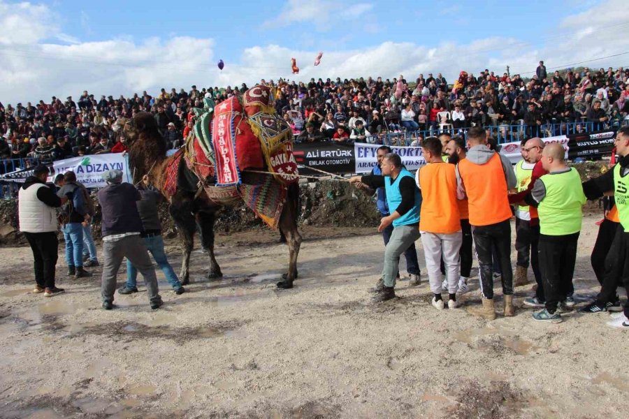 Sezonun İlk Deve Güreşleri 90 Deveyle Kumluca’da Yapıldı
