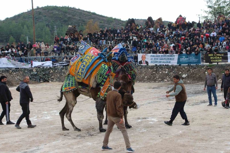 Sezonun İlk Deve Güreşleri 90 Deveyle Kumluca’da Yapıldı