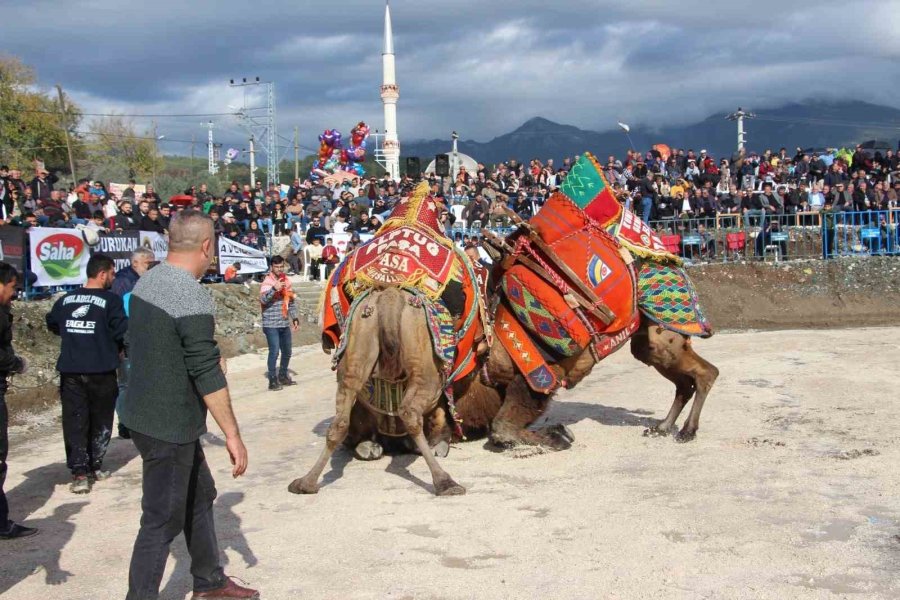 Sezonun İlk Deve Güreşleri 90 Deveyle Kumluca’da Yapıldı