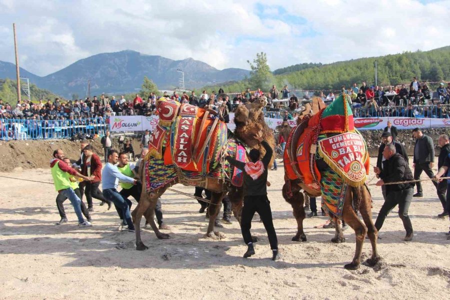 Sezonun İlk Deve Güreşleri 90 Deveyle Kumluca’da Yapıldı