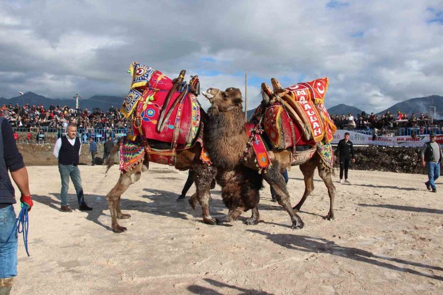 Sezonun İlk Deve Güreşleri 90 Deveyle Kumluca’da Yapıldı