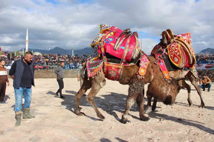 Sezonun İlk Deve Güreşleri 90 Deveyle Kumluca’da Yapıldı