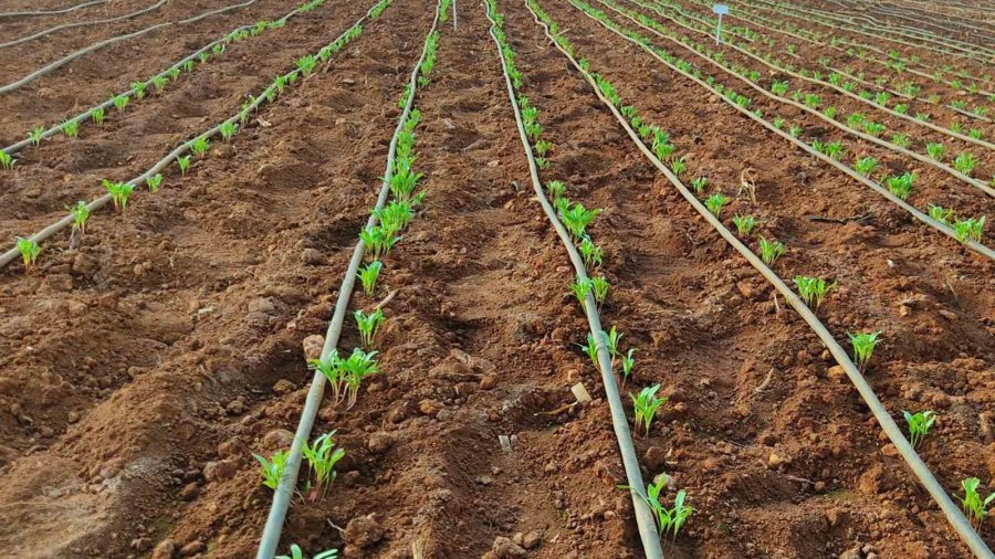 Selçuk Üniversitesi Türk Çiftçisini Dışa Bağımlılıktan Kurtaracak