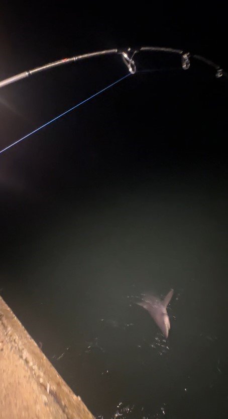 Tuttuğu Boyu Kadar Köpek Balığını Sahilde Kucaklayıp Denize Bıraktı