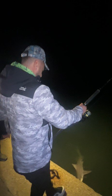 Tuttuğu Boyu Kadar Köpek Balığını Sahilde Kucaklayıp Denize Bıraktı