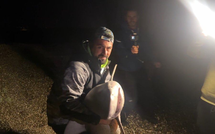 Tuttuğu Boyu Kadar Köpek Balığını Sahilde Kucaklayıp Denize Bıraktı