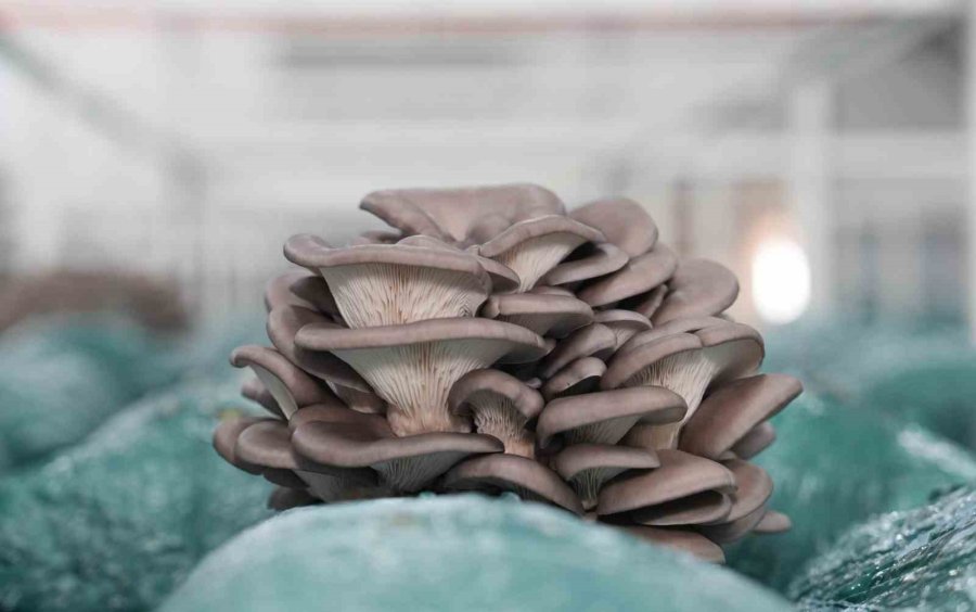 Mantar Yetiştiriciliği Kursu İle Hem Kazanıyor, Hem Kazandırıyor