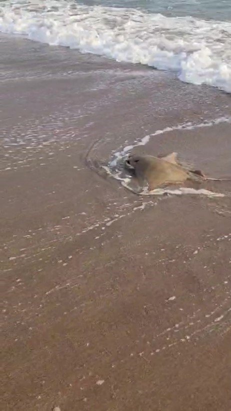 Antalya’da Oltaya Takılan Vatoz, Denize Bırakıldı