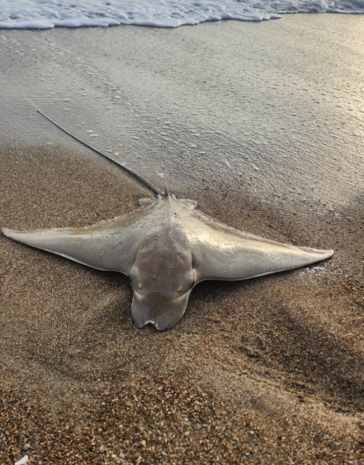 Antalya’da Oltaya Takılan Vatoz, Denize Bırakıldı