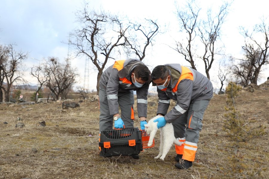 Yardıma Muhtaç Sokak Hayvanları Melikgazi’nin Sevimli Dost Ambulansı İle Hayata Tutundu