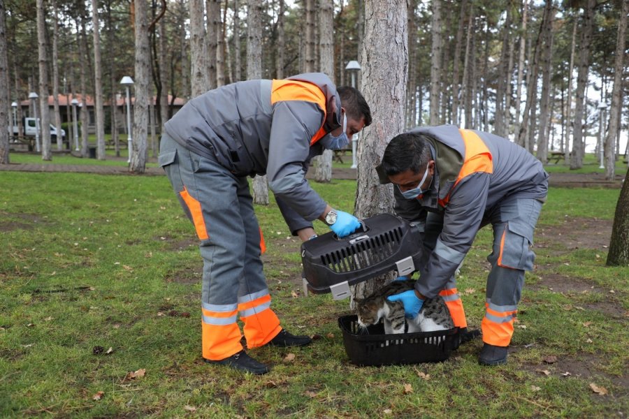 Yardıma Muhtaç Sokak Hayvanları Melikgazi’nin Sevimli Dost Ambulansı İle Hayata Tutundu