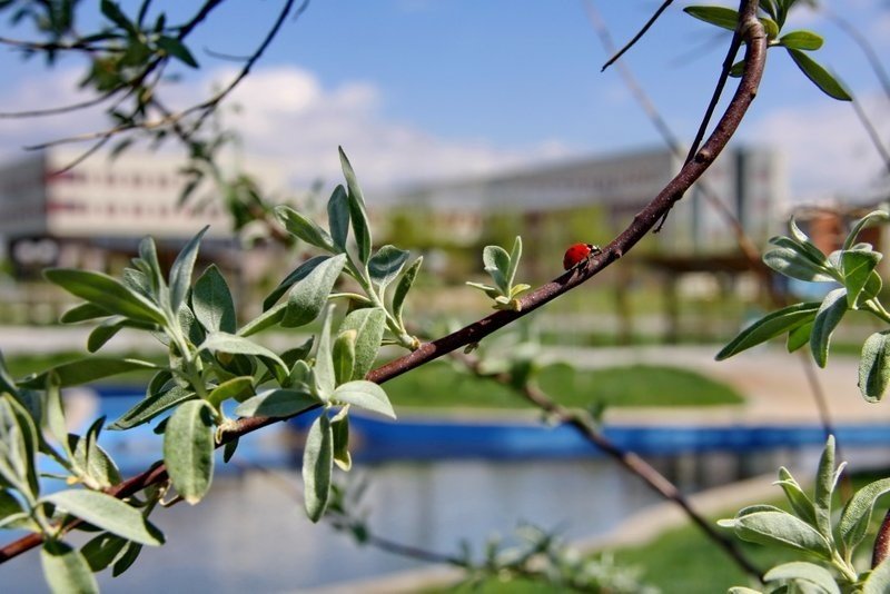 Nöhü, Dünya Yeşil Kampüs Sıralamasında İlk 300’e Girdi