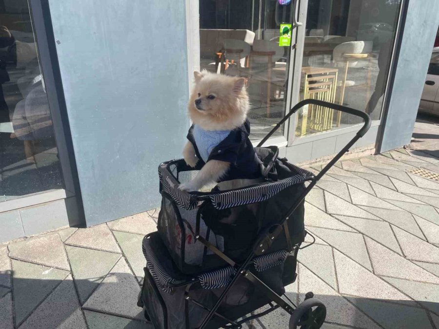 Köpeğini Gezdirme Arabasıyla Bebek Gibi Dolaştırıyor