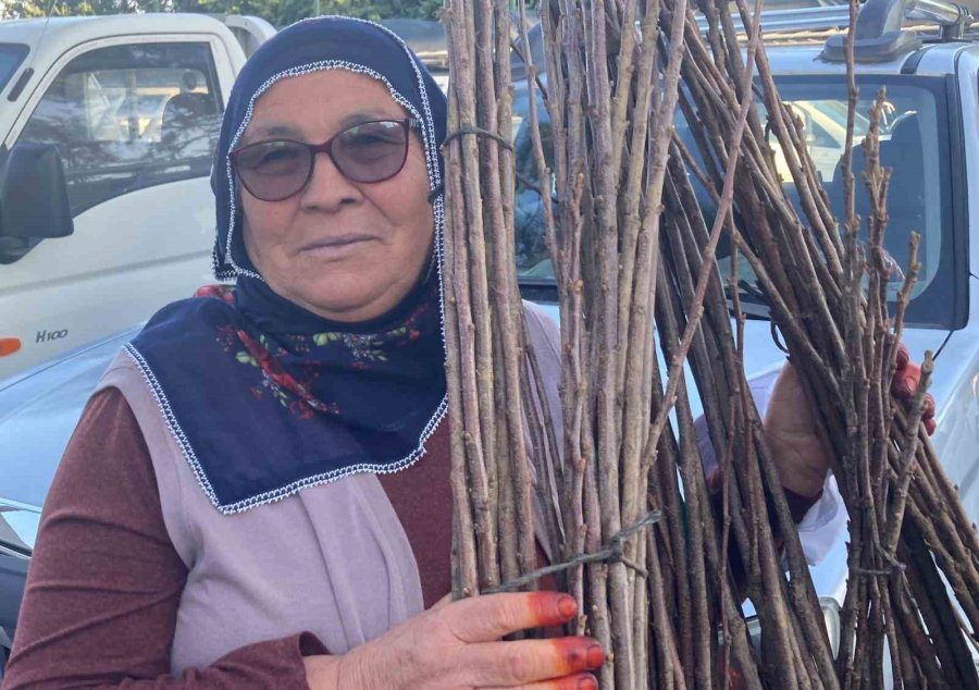 Birinci Derece Tarım Arazisi Olmayan Alanlarda ’kestane’ Yetişecek