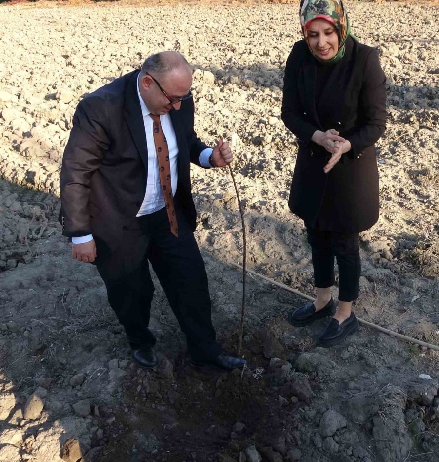 Birinci Derece Tarım Arazisi Olmayan Alanlarda ’kestane’ Yetişecek