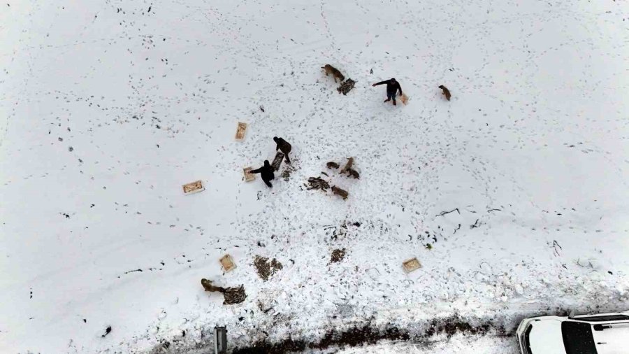 Suriye’den Dönen Balıklar Hayvanlara Yem Oldu