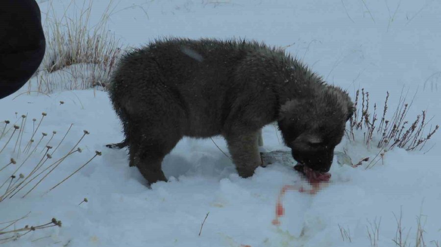 Suriye’den Dönen Balıklar Hayvanlara Yem Oldu