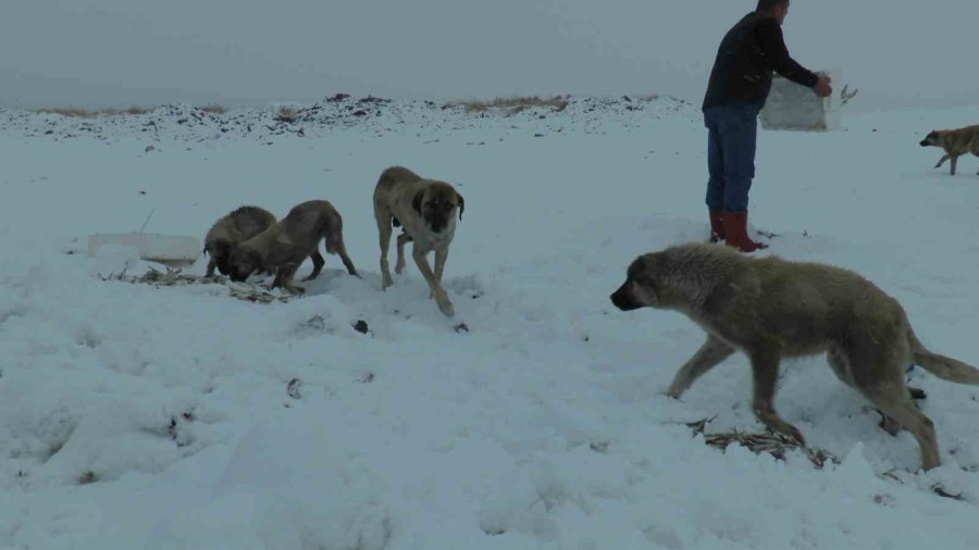 Suriye’den Dönen Balıklar Hayvanlara Yem Oldu