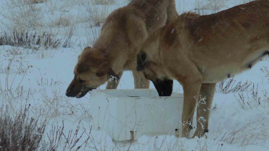 Suriye’den Dönen Balıklar Hayvanlara Yem Oldu