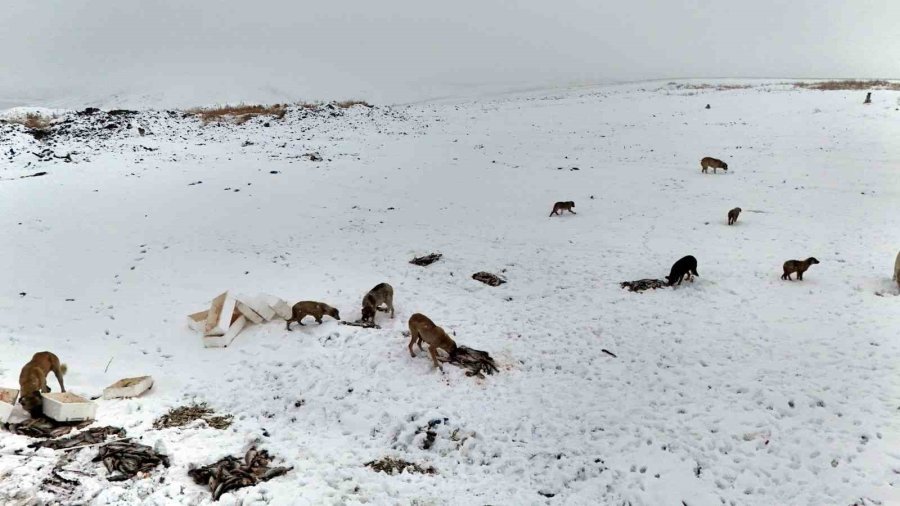 Suriye’den Dönen Balıklar Hayvanlara Yem Oldu