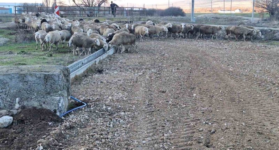 Başkan Hamamcı Hayvan Su İçme Oluğunu Çiftçilerin Hizmetine Açtı