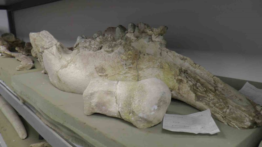 Taşhan’da 2024’te 115 Fosil Bulundu