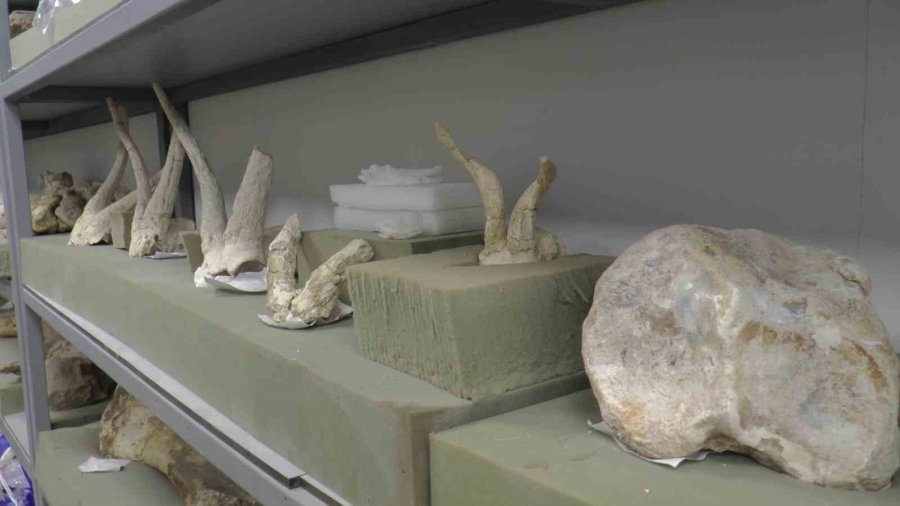 Taşhan’da 2024’te 115 Fosil Bulundu