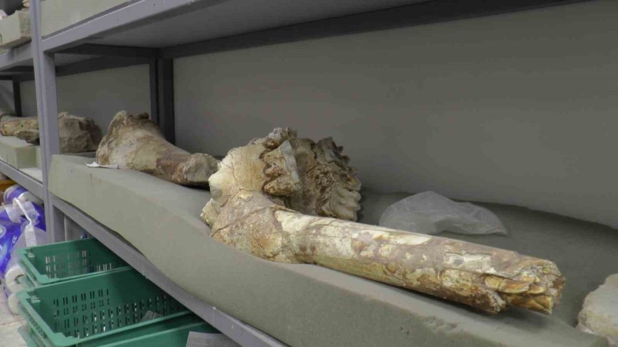 Taşhan’da 2024’te 115 Fosil Bulundu