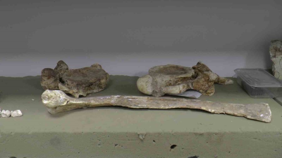 Taşhan’da 2024’te 115 Fosil Bulundu