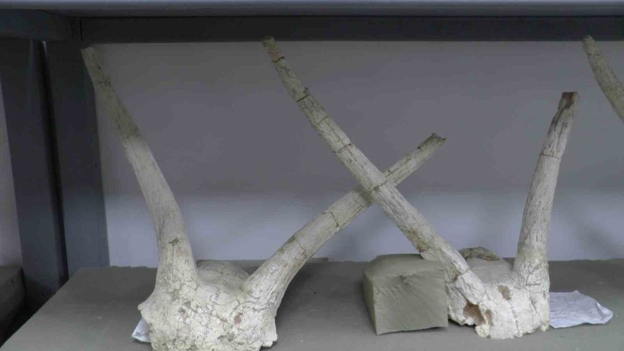 Taşhan’da 2024’te 115 Fosil Bulundu