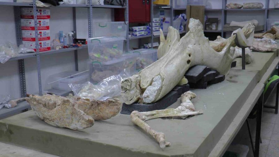 Taşhan’da 2024’te 115 Fosil Bulundu