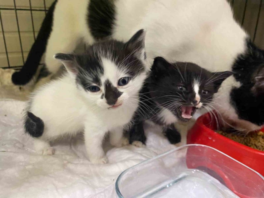 Karton Kutuyla Dışarıya Atıldığı İddia Edilen Yavru Kediler Öldü