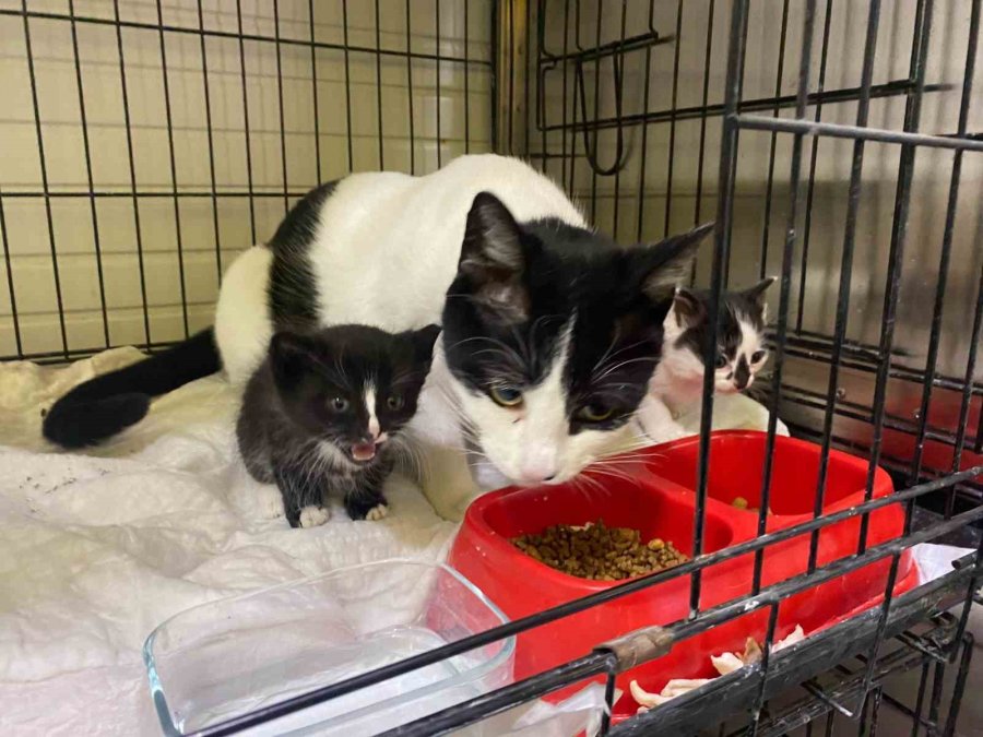 Karton Kutuyla Dışarıya Atıldığı İddia Edilen Yavru Kediler Öldü