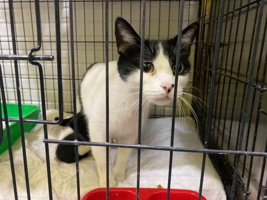 Karton Kutuyla Dışarıya Atıldığı İddia Edilen Yavru Kediler Öldü