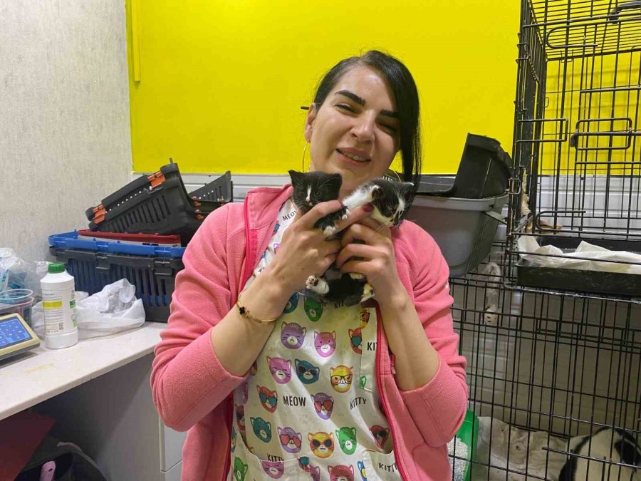 Karton Kutuyla Dışarıya Atıldığı İddia Edilen Yavru Kediler Öldü