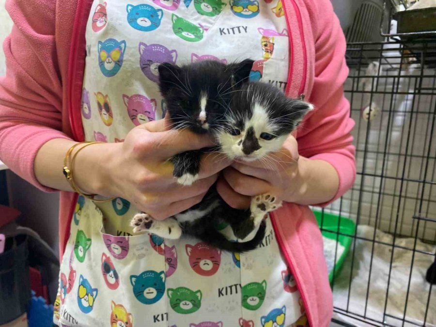 Karton Kutuyla Dışarıya Atıldığı İddia Edilen Yavru Kediler Öldü