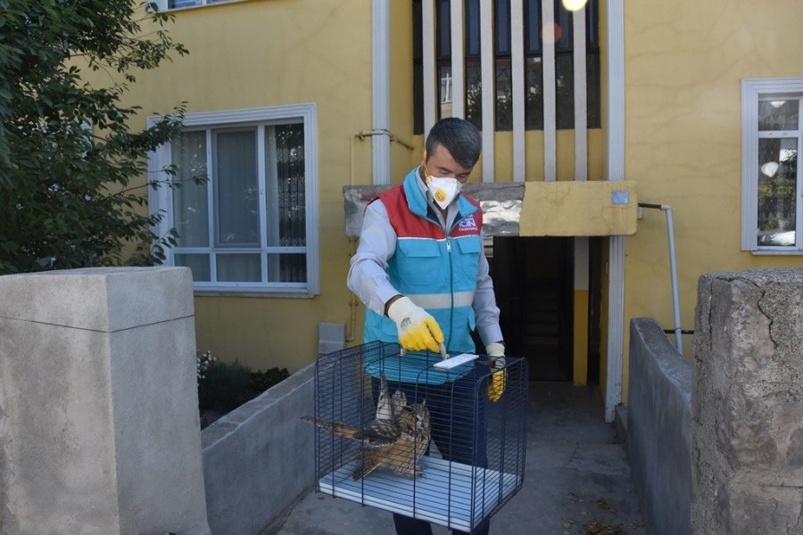 Küçük Dostlar Ambulansı İle 8 Bin 753 Can Kurtarıldı