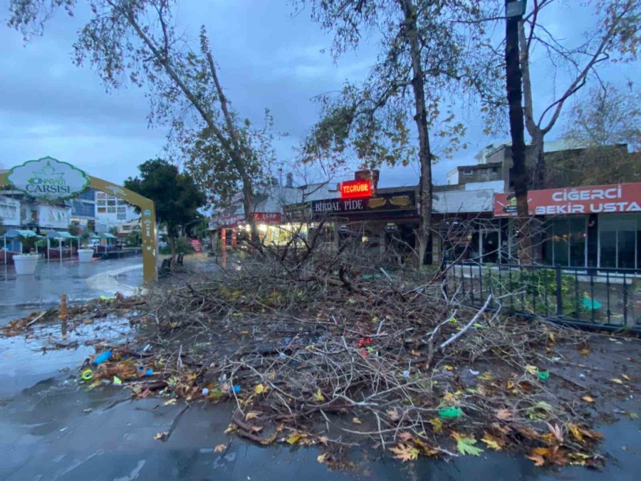 Antalya’da Aşırı Yağış Ve Fırtına Asırlık Çınar Ağacını Devirdi