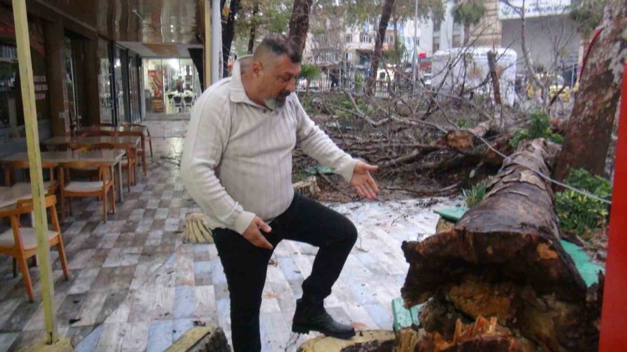 Antalya’da Aşırı Yağış Ve Fırtına Asırlık Çınar Ağacını Devirdi