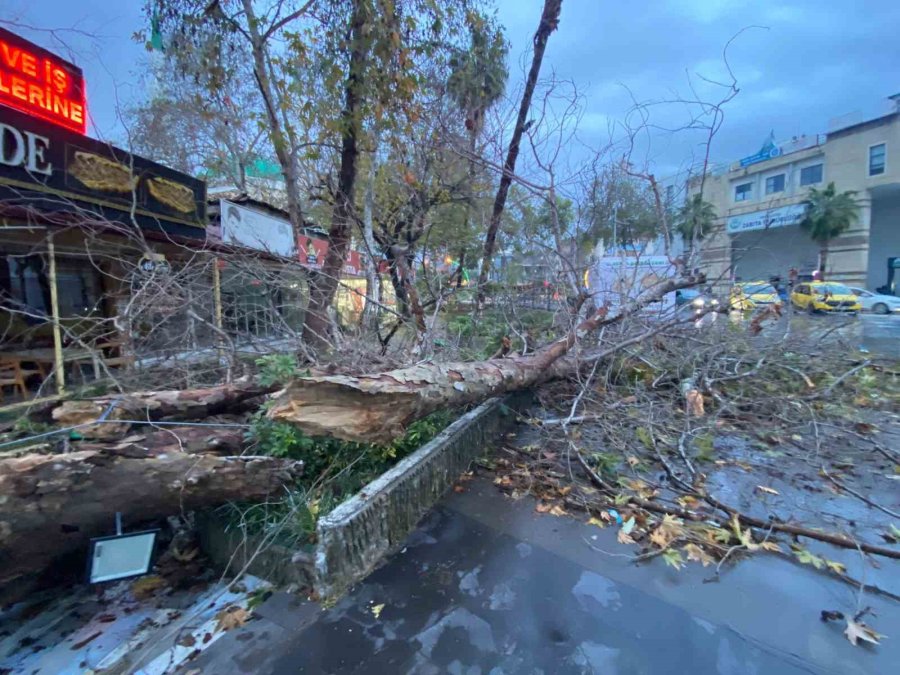 Antalya’da Aşırı Yağış Ve Fırtına Asırlık Çınar Ağacını Devirdi